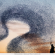 Illustration for article titled Photographer transforms plastic bags into beautiful bird flocks